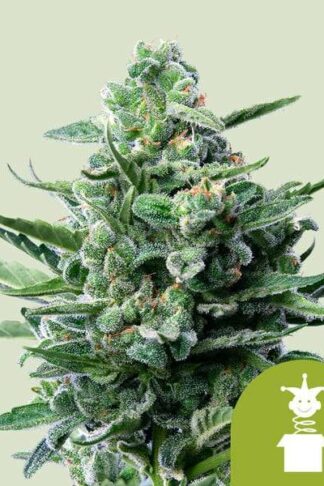 Royal Jack Automatic Feminizowane, Nasiona Marihuany, Konopi, Cannabis