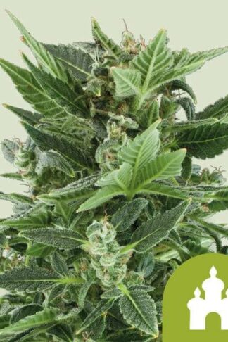 Royal Kush Automatic Feminizowane, Nasiona Marihuany, Konopi, Cannabis
