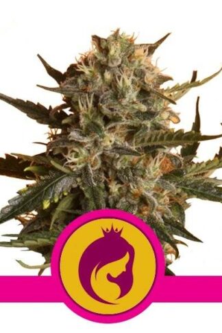 Royal Madre Feminizowane, Nasiona Marihuany, Konopi, Cannabis