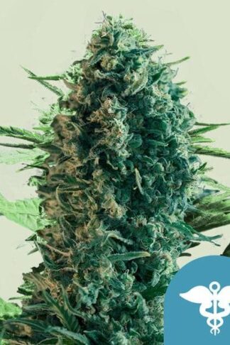 Royal Medic Feminizowane, Nasiona Marihuany, Konopi, Cannabis