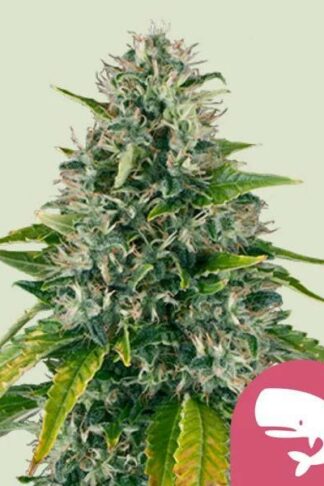 Royal Moby Feminizowane, Nasiona Marihuany, Konopi, Cannabis