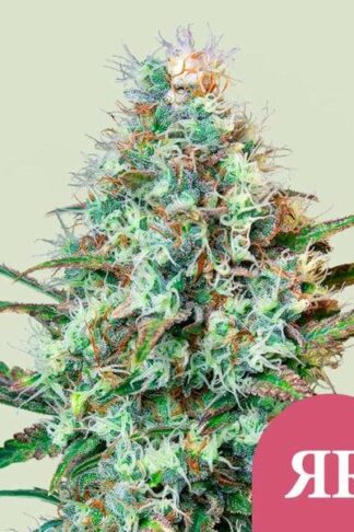Royal Runtz Feminizowane, Nasiona Marihuany, Konopi, Cannabis