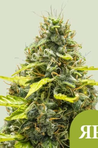 Royal Runtz Automatic Feminizowane, Nasiona Marihuany, Konopi, Cannabis