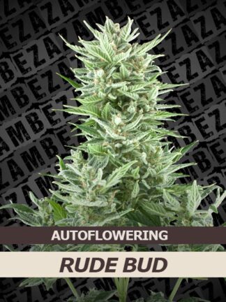 Rude Bud Automatic Feminizowane, Nasiona Marihuany, Konopi, Cannabis