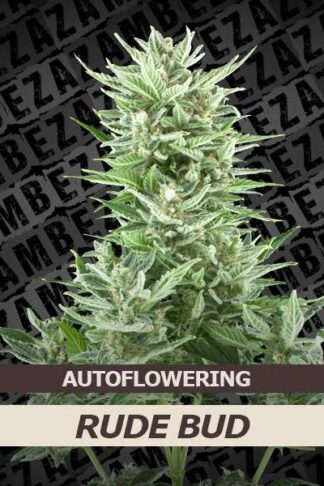 Rude Bud Automatic Feminizowane, Nasiona Marihuany, Konopi, Cannabis