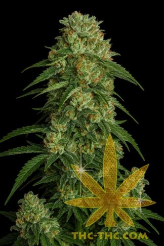 Rude Bud Xtreme Feminizowane, Nasiona Marihuany, Konopi, Cannabis
