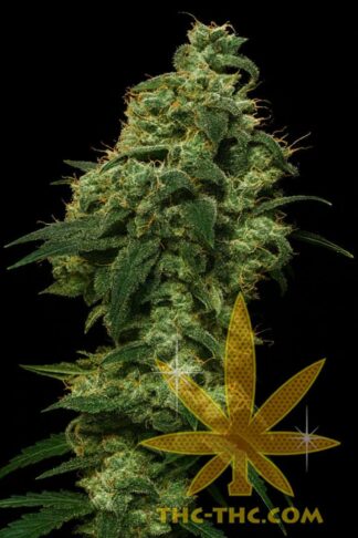 Rude Bud Xtreme Automatic Feminizowane, Nasiona Marihuany, Konopi, Cannabis
