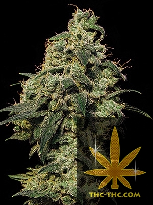 Rude Bud Xtreme Automatic Feminizowane, Nasiona Marihuany, Konopi, Cannabis