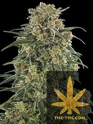 Rude Bud Xtreme Feminizowane, Nasiona Marihuany, Konopi, Cannabis