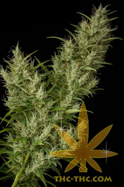 Rudealis Skunk#2 Feminizowane, Nasiona Marihuany, Konopi, Cannabis