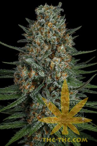 Rudealis Skunk#3 XXL Feminizowane, Nasiona Marihuany, Konopi, Cannabis
