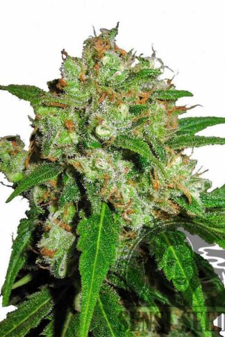 Sensi Skunk Feminizowane, Nasiona Marihuany, Konopi, Cannabis
