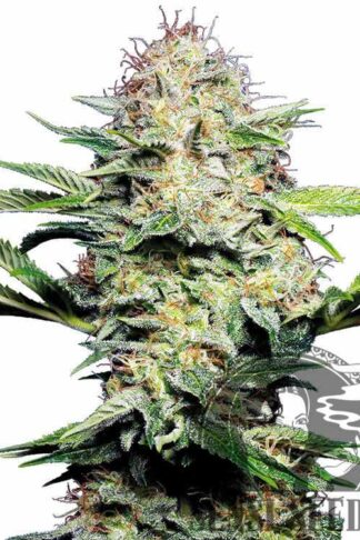 Sensi Skunk Automatic Feminizowane, Nasiona Marihuany, Konopi, Cannabis