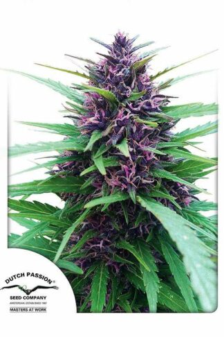 Shaman Regularne, Nasiona Marihuany, Konopi, Cannabis