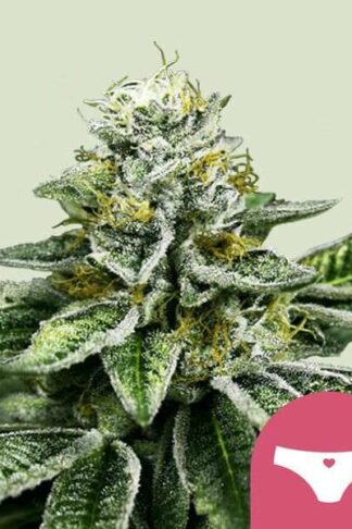 Sherbet Queen Feminizowane, Nasiona Marihuany, Konopi, Cannabis