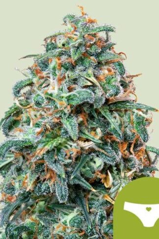 Sherbet Queen Automatic Feminizowane, Nasiona Marihuany, Konopi, Cannabis