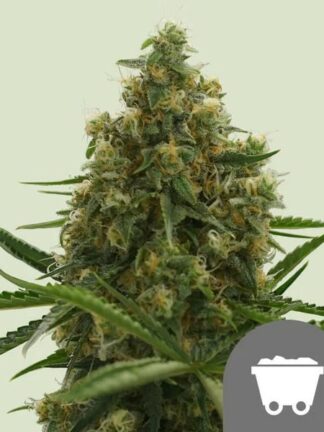 Shining Silver Haze Regularne, Nasiona Marihuany, Konopi, Cannabis