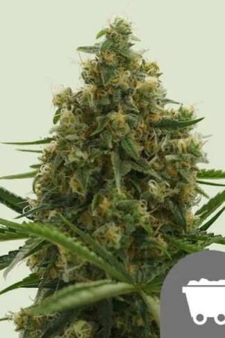 Shining Silver Haze Regularne, Nasiona Marihuany, Konopi, Cannabis