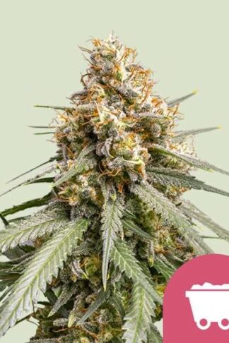 Shining Silver Haze Feminizowane, Nasiona Marihuany, Konopi, Cannabis