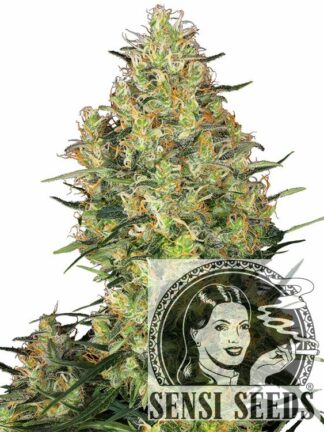 Shiva Skunk Feminizowane, Nasiona Marihuany, Konopi, Cannabis