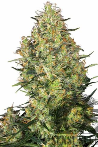 Shiva Skunk Feminizowane, Nasiona Marihuany, Konopi, Cannabis