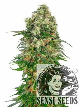 Shiva Skunk Automatic Feminizowane, Nasiona Marihuany, Konopi, Cannabis