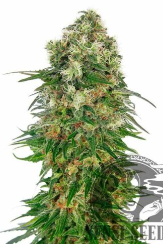 Shiva Skunk Automatic Feminizowane, Nasiona Marihuany, Konopi, Cannabis