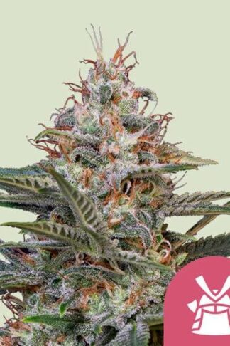 Shogun Feminizowane, Nasiona Marihuany, Konopi, Cannabis