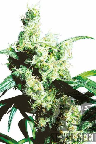 Silver Haze Feminizowane, Nasiona Marihuany, Konopi, Cannabis