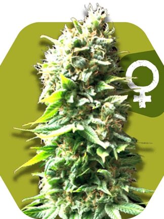 Skunk Feminizowane, Nasiona Marihuany, Konopi, Cannabis