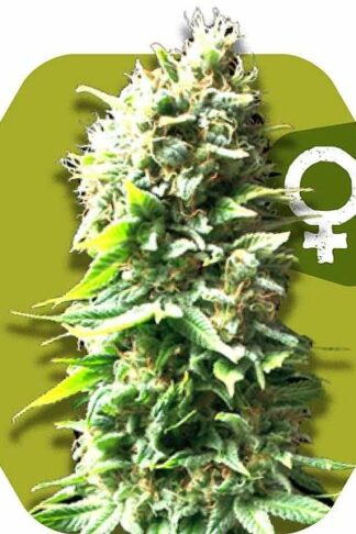 Skunk Feminizowane, Nasiona Marihuany, Konopi, Cannabis