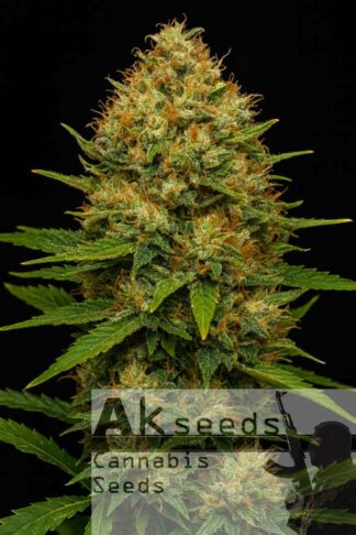 Skunk Ak Feminizowane, Nasiona Marihuany, Konopi, Cannabis