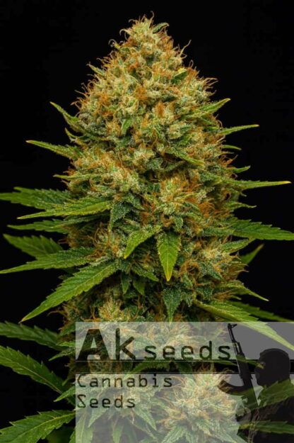 Skunk Ak Feminizowane, Nasiona Marihuany, Konopi, Cannabis