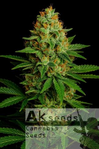 Skunk Ak Automatic Feminizowane, Nasiona Marihuany, Konopi, Cannabis
