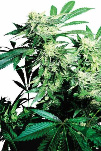 Skunk Kush Feminizowane, Nasiona Marihuany, Konopi, Cannabis