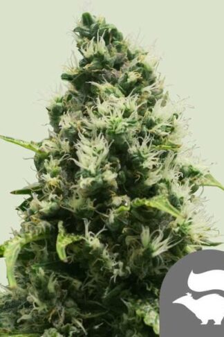 Skunk XL Regularne, Nasiona Marihuany, Konopi, Cannabis