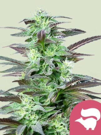 Skunk XL Feminizowane, Nasiona Marihuany, Konopi, Cannabis