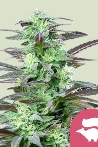 Skunk XL Feminizowane, Nasiona Marihuany, Konopi, Cannabis