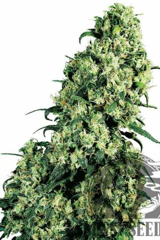 Skunk#1 Feminizowane, Nasiona Marihuany, Konopi, Cannabis