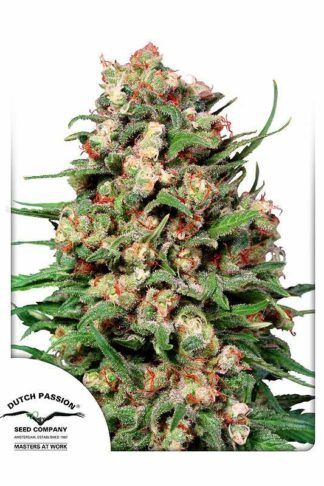Skunk#1 Regularne, Nasiona Marihuany, Konopi, Cannabis