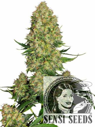 Skunk#1 Automatic Feminizowane, Nasiona Marihuany, Konopi, Cannabis