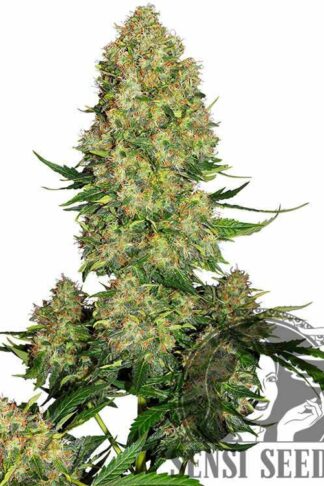 Skunk#1 Automatic Feminizowane, Nasiona Marihuany, Konopi, Cannabis