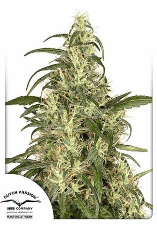 Skunk#11 Feminizowane, Nasiona Marihuany, Konopi, Cannabis