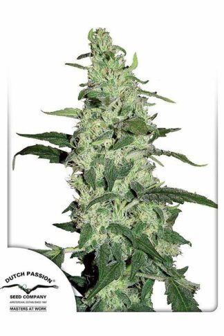 Skywalker Feminizowane, Nasiona Marihuany, Konopi, Cannabis
