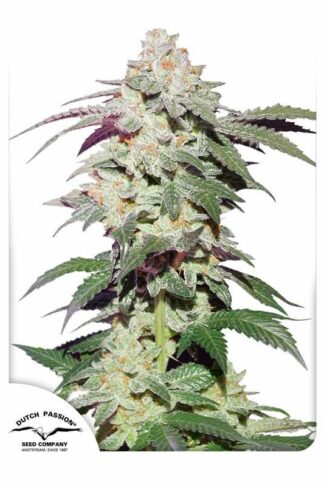 Skywalker Haze Feminizowane, Nasiona Marihuany, Konopi, Cannabis