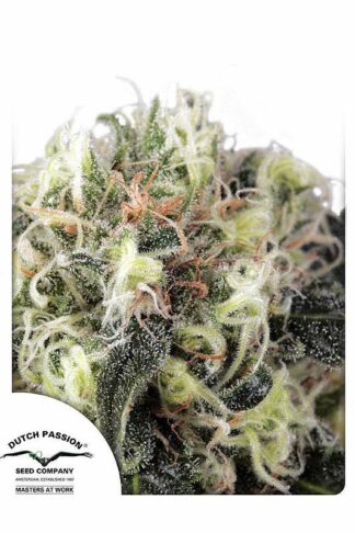Snow Bud Feminizowane, Nasiona Marihuany, Konopi, Cannabis