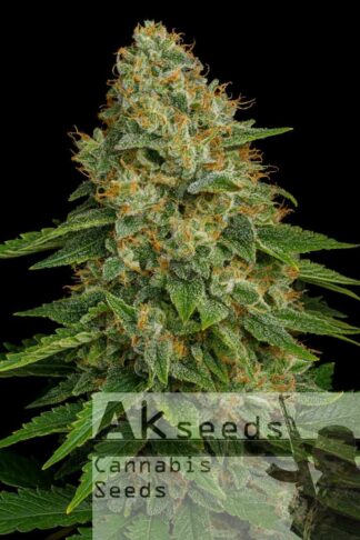 Snow Russian Automatic Feminizowane, Nasiona Marihuany, Konopi, Cannabis