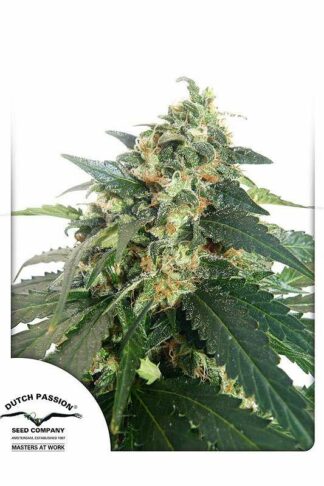 SnowStorm#2 Automatic Feminizowane, Nasiona Marihuany, Konopi, Cannabis