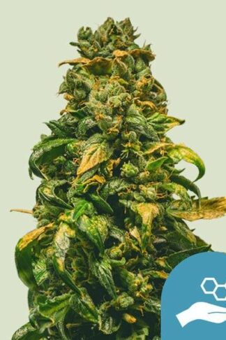 Solomatic CBD Automatic Feminizowane, Nasiona Marihuany, Konopi, Cannabis