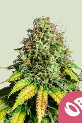 Somango XL Feminizowane, Nasiona Marihuany, Konopi, Cannabis